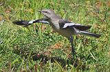 Mockingbird Taking Flight_47390